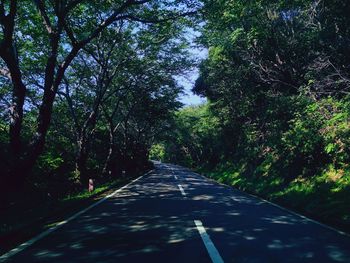 Narrow walkway along trees