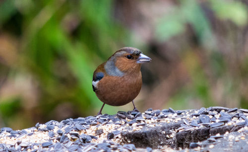 Close-up of bird perching on stone wall