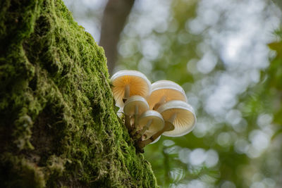 Close-up of mushrooms growing on tree trunk