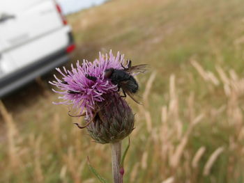 Close-up of insect on purple flower