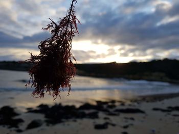 Close-up of plant on beach against sky during sunset