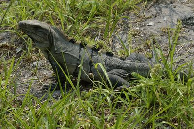 High angle view of iguana on field