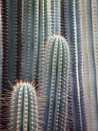 Close-up of cactus plant