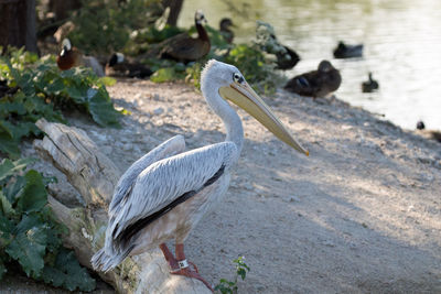 Bird perching on a lake