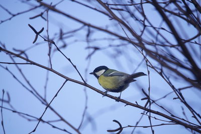 Low angle view of bird perching on branch