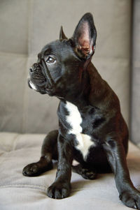 Black dog looking away while sitting on bed at home