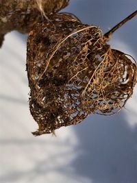 Low angle view of insect on branch against sky