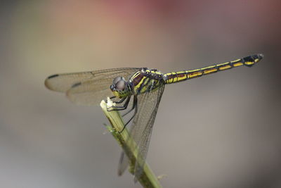 Close-up of dragonfly on twig