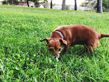 View of a dog on field