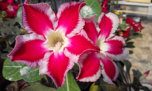 Close-up of pink flower