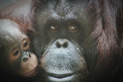 Close-up portrait of a monkey