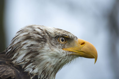 Close-up side view of eagle looking away outdoors