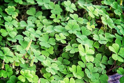 Full frame shot of green leaves