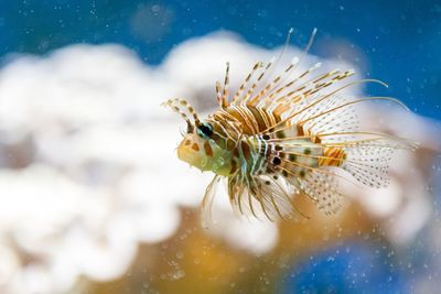 Close-up of fish swimming in tank