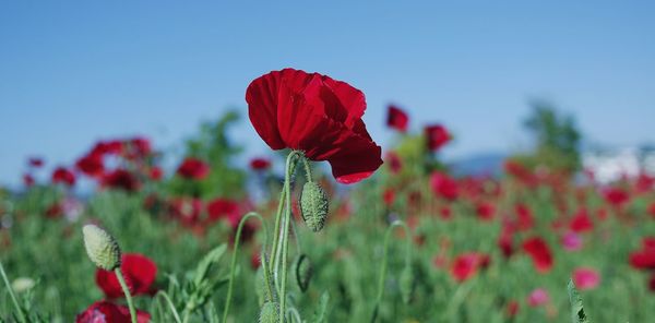 Close-up of red poppy flower on field