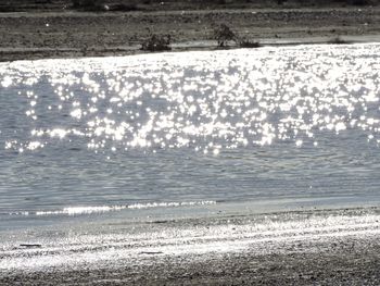 Scenic view of bird in water