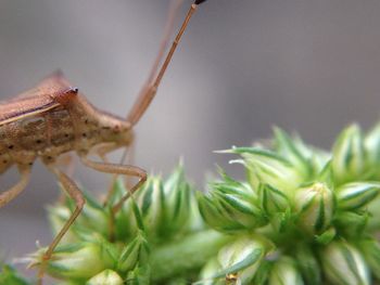 Close-up of insect on leaf