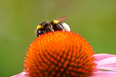 Close-up of bee pollinating flower