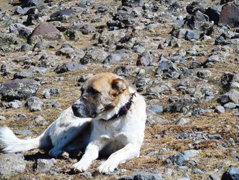Dog sitting on rock at beach