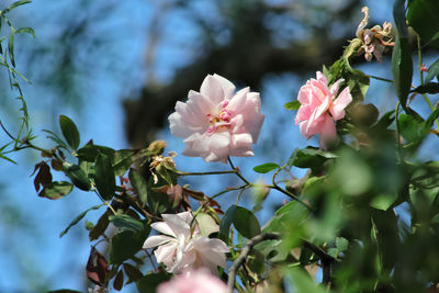 Close-up of pink flowering plant