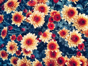 High angle view of daisy flowers