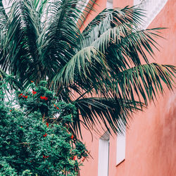 Low angle view of palm tree against building
