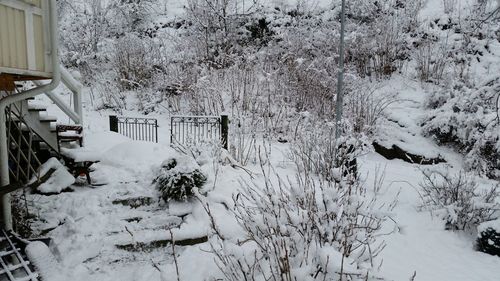 View of snow covered trees