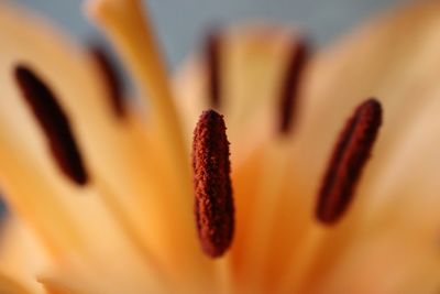 Close-up of flowering plant