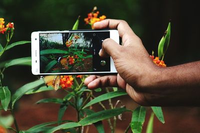 Cropped image of man photographing butterfly pollinating on flowers