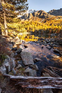 Scenic view of stream in forest against sky