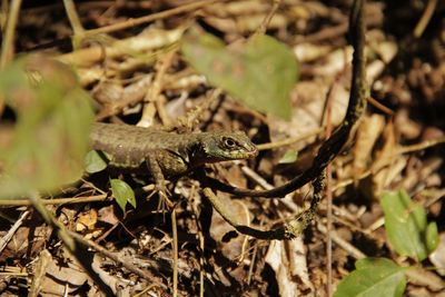 Close-up of a lizard on a field