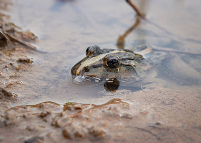 Close-up of frog on lake