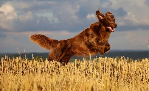 Dog on field against sky