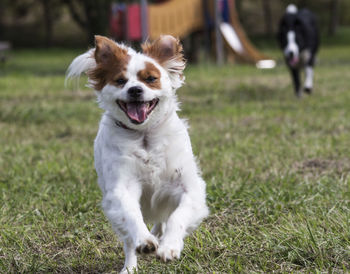 Close-up of dog on field