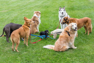 View of a dog on field