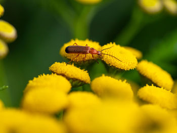 Close-up of insect on yellow flower