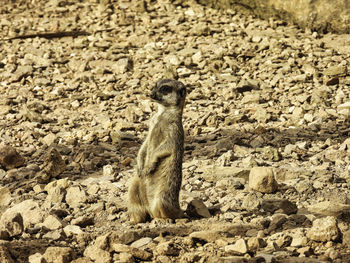 View of lizard on rock
