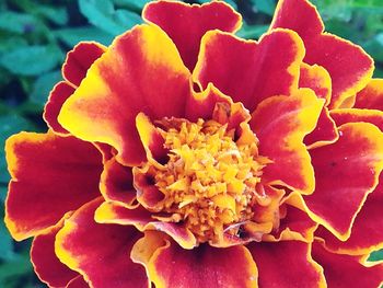 Close-up of flower blooming outdoors
