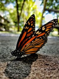 Close-up of butterfly