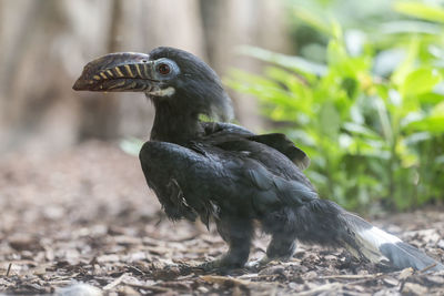 Close-up of a bird looking away