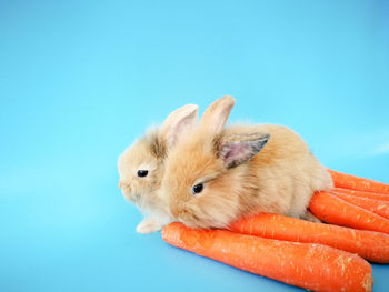 Close-up rabbits on carrots against blue background