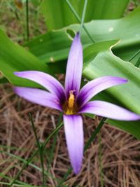 Close-up of flower blooming outdoors