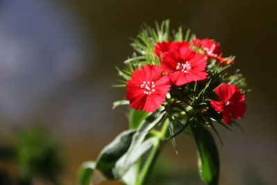 Close-up of flowers blooming outdoors