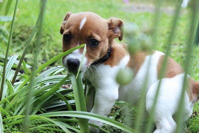 Close-up of puppy outdoors