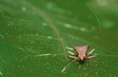 Close-up of bug on leaf