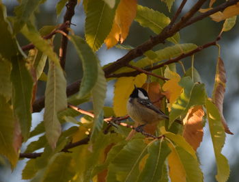 Close-up of bird perching on tree