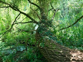 Trees growing in forest