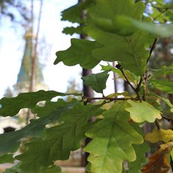 Close-up of leaves on tree