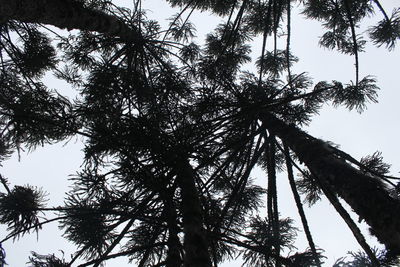 Low angle view of palm trees against clear sky