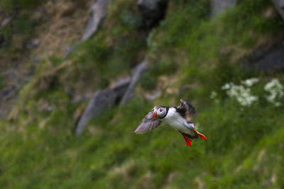 Bird flying against mountain